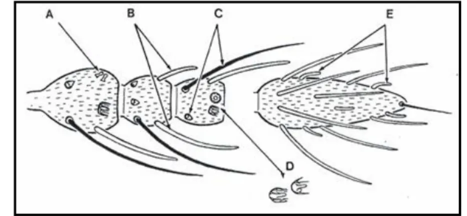 Figure  1.10. –  Different  kinds  of  sensilla found  in  Culicoides  genus  antenna  (adapted  from  Delécolle, 1985)