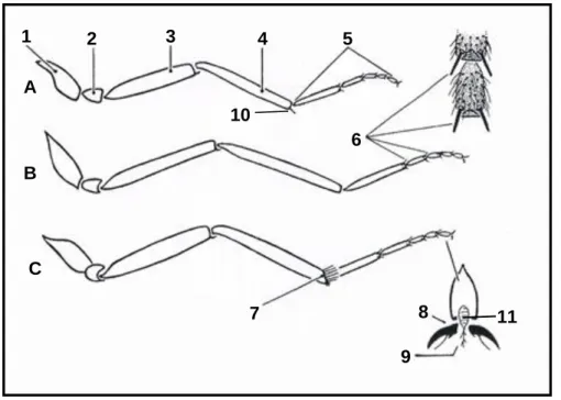 Figure  1.18.  –  Fore,  middle  and  hind  legs  of  Culicoides  biting  midges  (adapted  from  Delécolle, 1985)