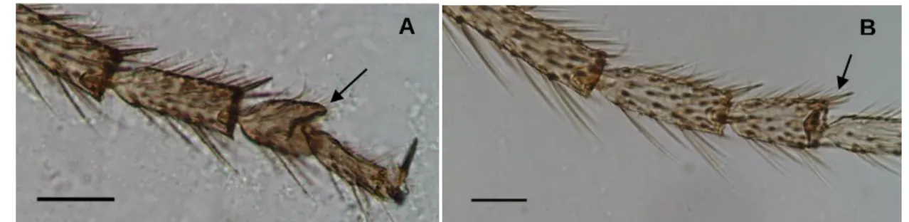 Figure 1.19. – 3 rd  and 4 th  tarsomere of middle legs of two Culicoides specimens. 
