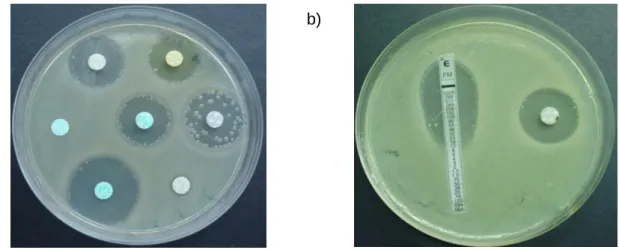 Figura 7. a) Exemplo de antibiograma inicial de E. coli sem adição de glucose-6-fosfato