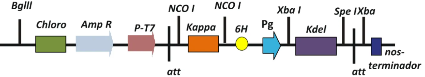 Figura  5 .  Casste  de  expressão  contendo  a  sequência  do pg-amp1  sintético  que  foi  clonado  no  vetor  PBSK  sob  controle do promotor T7