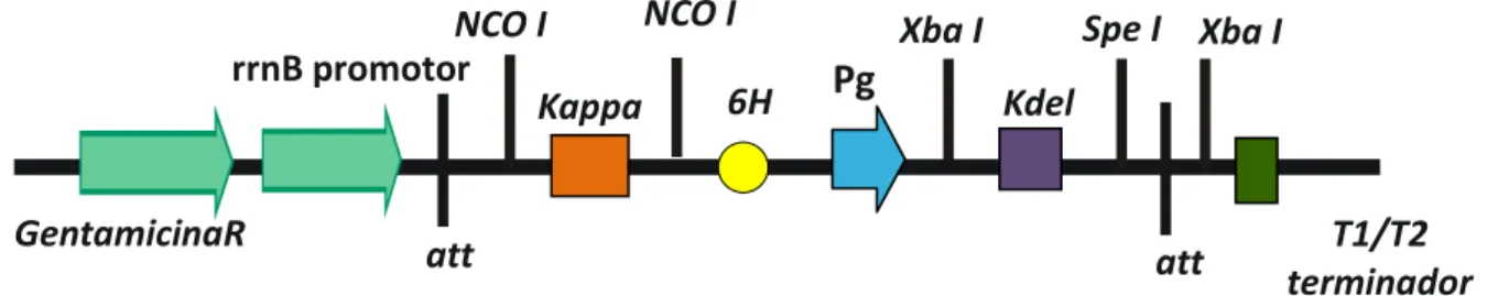 Figura  6 .  Cassete  do  vetor  de  recombinação  pDONR207-K-6His-Pg-KDEL:  vetor  formado  a  partir  da  recombinação entre o PBSK-CHLORO-K-6His-Pg-KDEL com o vetor pDONR207