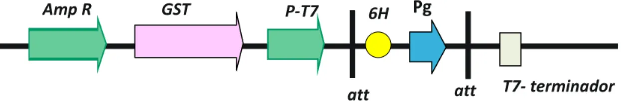 Figura 8 . Cassete do vetor de expressão em bactéria pDEST15-GST-6His-Pg. O pDEST15 tem a GST fusionada  à sua sequência