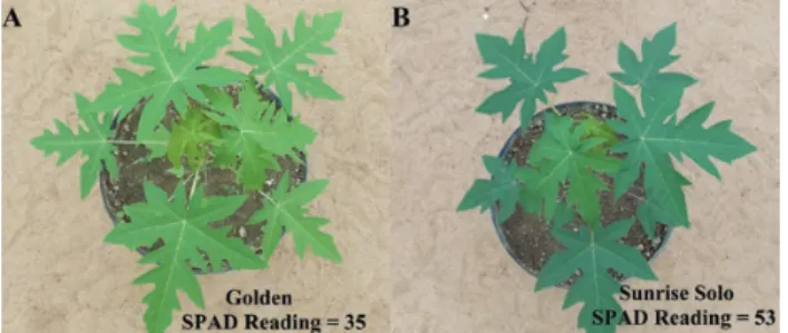 Figure 1. Golden (A) and Sunrise Solo (B) plants used in the  experiment.