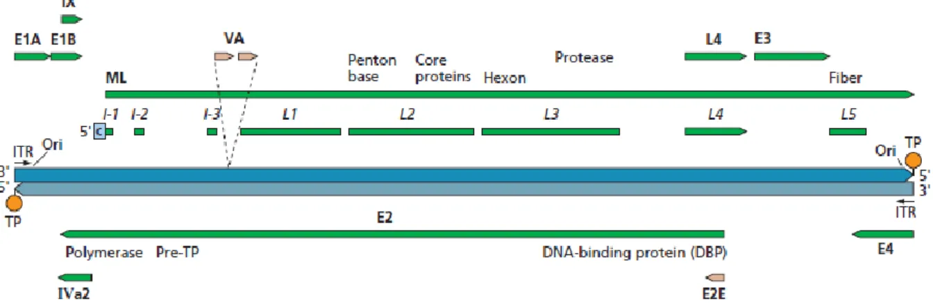 Figura  1.3-  Organização  do  genoma  do  adenovírus  humano  tipo  5.  As  setas  representam  a  organização  e  o  sentido  da  transcrição  das  unidades  early  (E1A,  E1B,  E2,  E3  e  E4),  intermédias  (IX  e  Iva2)  e  late  (ML)