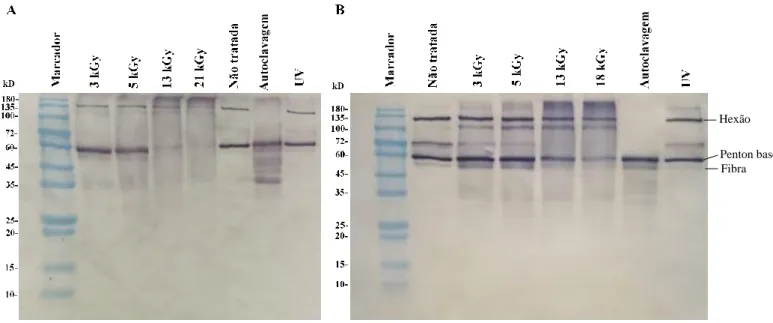 Figura  3.1-  Western-blotting  dos  polipéptidos  presentes  nas  suspensões  de  HAdV-5  (10 7   UFP/mL)  em  PBS  e  efluente  (amostras tratadas e não tratadas)