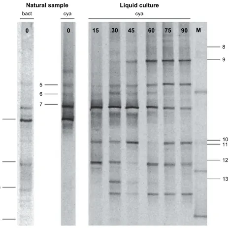 Fig. 2. DGGE proﬁles of 16S rRNA gene from the natural green bioﬁlm collected from Santa Clara-a-Velha Monastery (natural sample) and its liquid culture monitored during three months (Lanes 15, 30, 45, 60, 75 and 90, corresponding to the sampling days)
