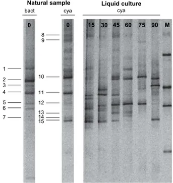 Fig. 3. DGGE proﬁles of 16S rRNA gene from the natural green bioﬁlm collected from Ajuda National Palace (natural sample) and its liquid culture monitored during three months (Lanes 15, 30, 45, 60, 75 and 90, corresponding to the sampling days)