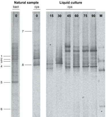Fig. 5. DGGE proﬁles of 16S rRNA gene from the natural green bioﬁlm collected from Cathedral of Granada (natural sample) and its liquid culture monitored during three months (Lanes 15, 30, 45, 60, 75 and 90, corresponding to the sampling days)