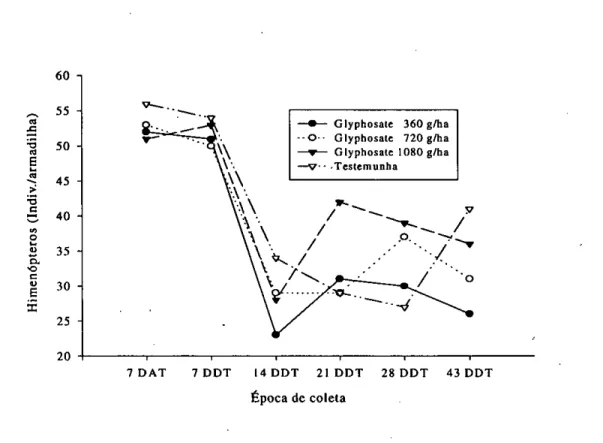 FIGURA 6 — Flutuação populacional de himenópteros em campo nativo, dias antes dos tratamentos (DAT)  e dias depois (DDT) da aplicação de glyphosate e 2,4-D 