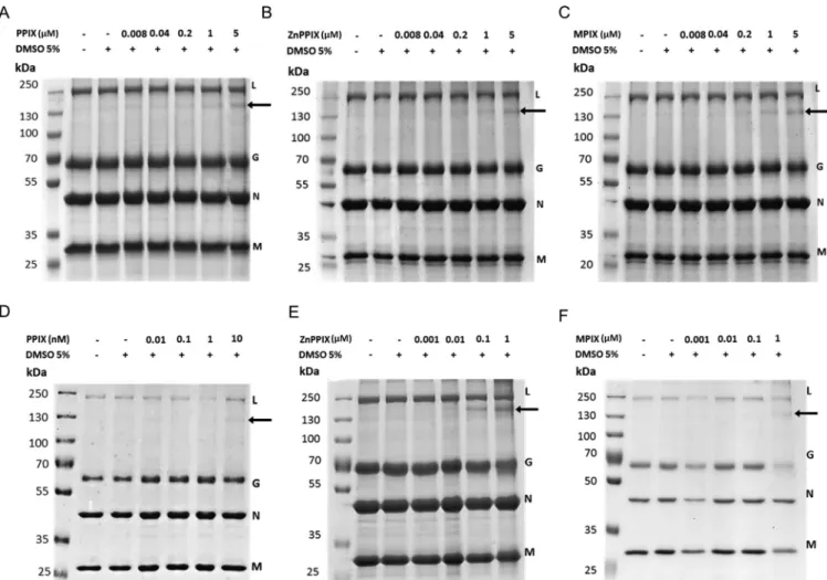 FIG 3 VSV treatment with PPIX, ZnPPIX, and MPIX promotes G glycoprotein cross-linking