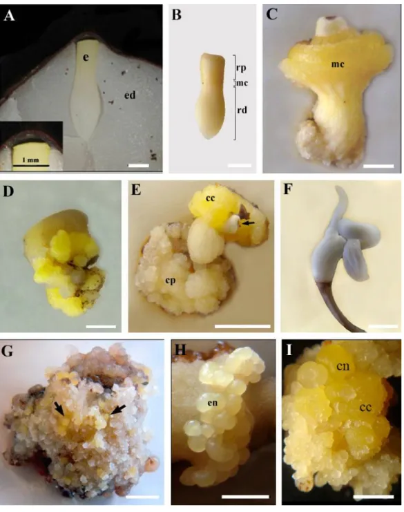 Figura  1.  Estádios  morfológicos  da  indução  de  calos  durante  a  embriogênese  somática  de  macaúba  (Acrocomia  aculeata)