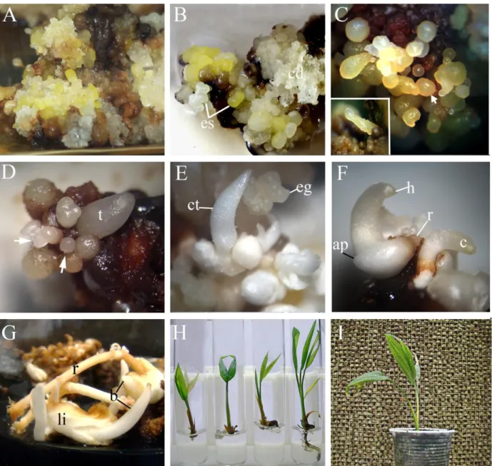 Figura  2:  Aspectos  morfológicos  da  regeneração  de  plantas  de  macaúba  (Acrocomia  aculeata)  obtida  a  partir  de  embriões  zigóticos