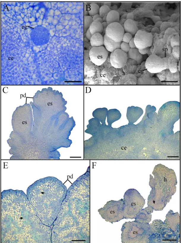 Figura  4.  Caracterização  histológica  da  embriogênese  somática  em  macaúba  (Acrocomia  aculeata)