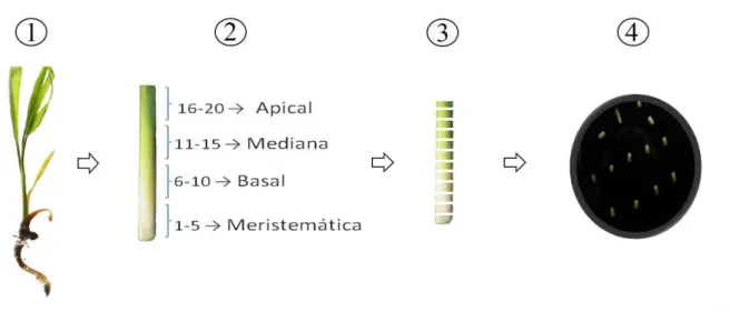 Figura 1. Esquema para a obtenção de explantes de plantas de macaúba [Acrocomia aculeta  (Jacq.)  Lodd