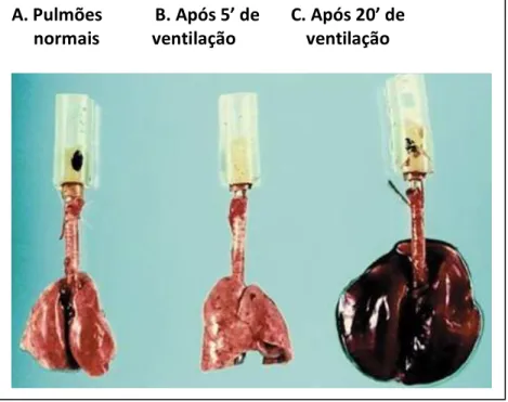 Figura 2.5 -  Pulmões de rato em evolução para a lesão pulmonar induzida pela ventilação mecânica