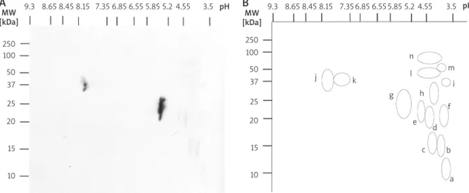 Figure 4. A – IgE immunoblot from P. pratense 2-D separation, revealed with biotin-ExtrAvidin-alkaline phosphatase anti- anti-dog-IgE