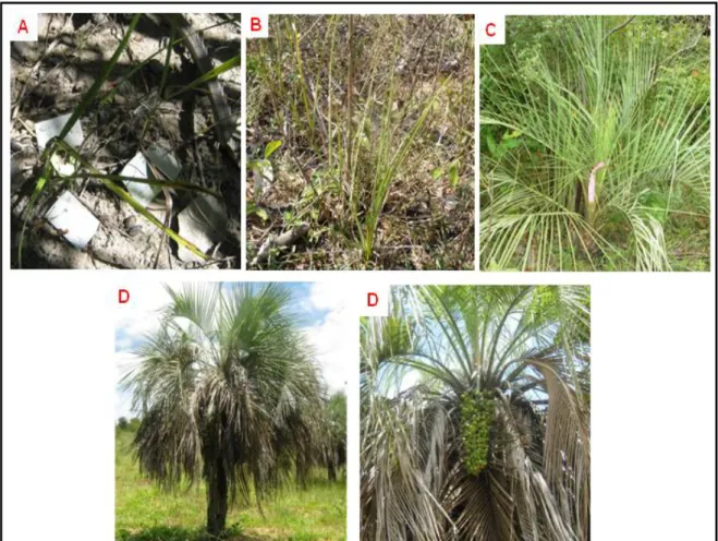 Figura 3: Estádios ontogenéticos em indivíduos de  B. capitata amostrados no Norte de Minas Gerais nos  municípios  de  Mirabela,  Montes  Claros  e  Serranópolis  de  Minas