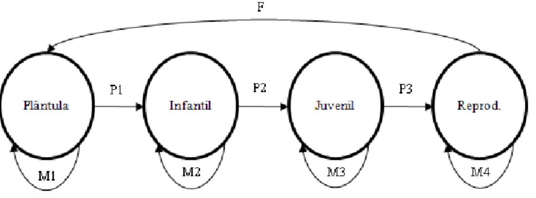 Figura  4:  Diagrama  exemplificando  o  ciclo  de  vida  e  as  possibilidades  de  transição  entre  os  estádios  de  Butia  capitata no  Norte  de  Minas  Gerais