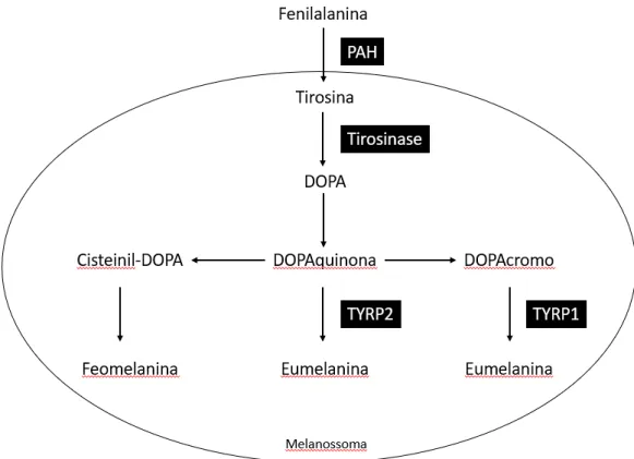 Figura 1 – Melanogénese. Processo de formação da eumelanina e da feomelanina 4