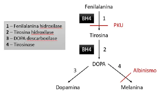 Figura 4 – Via de catabolismo da tirosina. Alterações na via que leva ao albinismo  