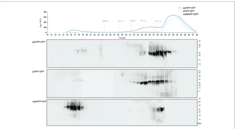 FIGURE 4 |  Yeast expressing ppIAPP-GFP accumulates high levels of intracellular oligomers with low molecular weight as compared to pIAPP-GFP and matIAP- matIAP-GFP strains