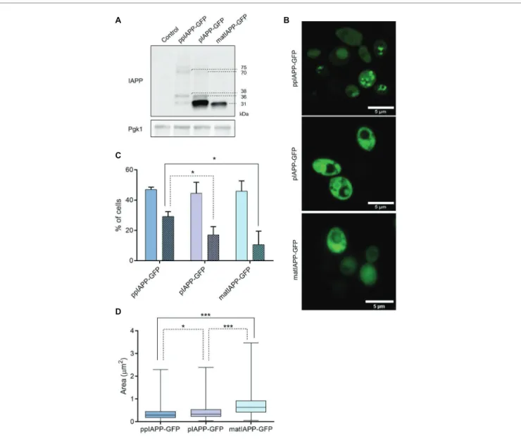 FIGURE 2 |  IAPP-GFP fusions expressed in yeast are processed and lead to the formation of intracellular aggregates with different morphologies