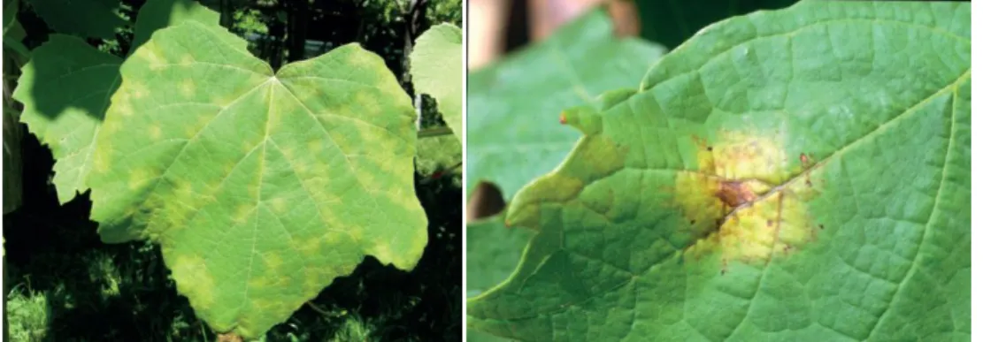 Fig.  I.  3  -  Grapevine  leaf  surfaces  infected  with  Plasmopara  viticola,  the  causing  agent  of  downy mildew [image from (Gessler et al., 2011), (CC BY-NC-ND 2.5)]