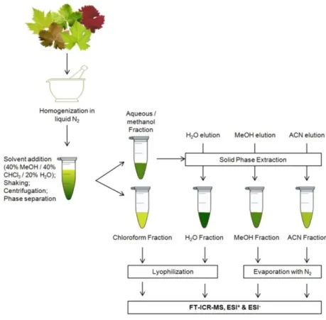 Fig.  II.  1  -  Experimental  procedure  for  metabolite  extraction  from  grapevine  leaves  compatible with FTICR-based metabolomics