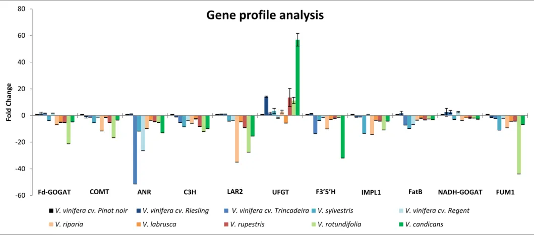 Fig. IV. 1 - Gene profile analysis of Fd-GOGAT, COMT, ANR, C3H, LAR2, UFGT, F3'5'H, IMPL1, FatB, NADH-GOGAT and FUM1 in different  Vitis species and  cultivars
