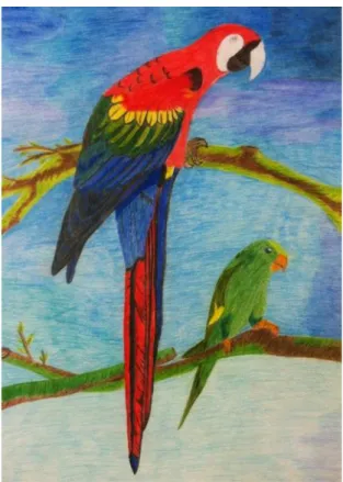 FIGURA 9 – Desenho de arara e papagaio de menino de 08 anos idade da  SRAH/SD 
