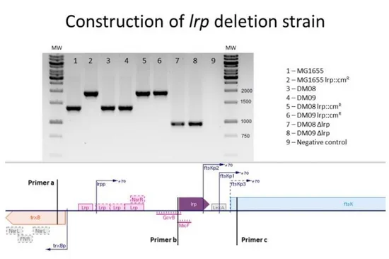 Figure  3.1.  Construction  of  in-frame  lrp  deletion  strain.   Confirmation  of  in-frame  deletion  of  lrp  (purple),  by  Wanner  method 71 