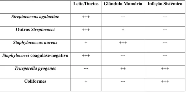 Tabela 2: Decisão da via de administração de antimicrobianos face à localização dos  microrganismos  patogénicos, segundo Pyörälä, 2009
