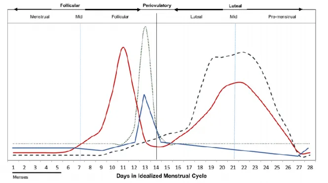Figure 1.1 Hormone levels throughout menstrual cycle phases (Draper et al., 2018). 