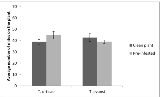 Figure  4.  Mite  preference  between  older  and  younger  leave,  with  its  competitor  previously  established  on  the  youngest