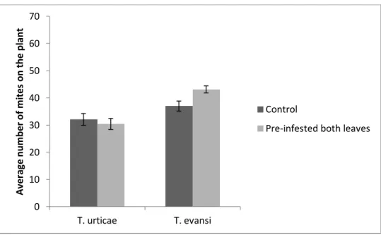 Figure 8. Mite preference between older and younger leaves, with its competitor previously  established  on  both  leaves