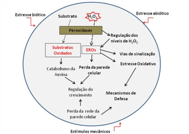 Fig. 4. Funções das peroxidases. Modificado de Cosio &amp; Dunand (2009). 
