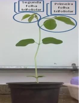 Fig.  8.  Planta  de  soja  em  estágio  V3.  Planta  apresentando  total  separação  da  segunda  folha  trifoliolada