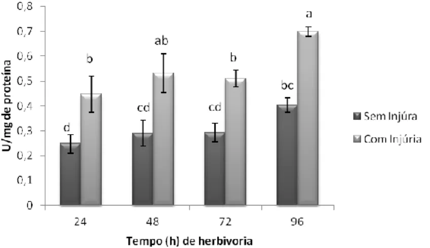 Fig. 11. Atividade temporal da enzima guaiacol peroxidase em folhas de soja Silvânia em  estágio V3 com e sem injúria de herbivoria do percevejo-marrom