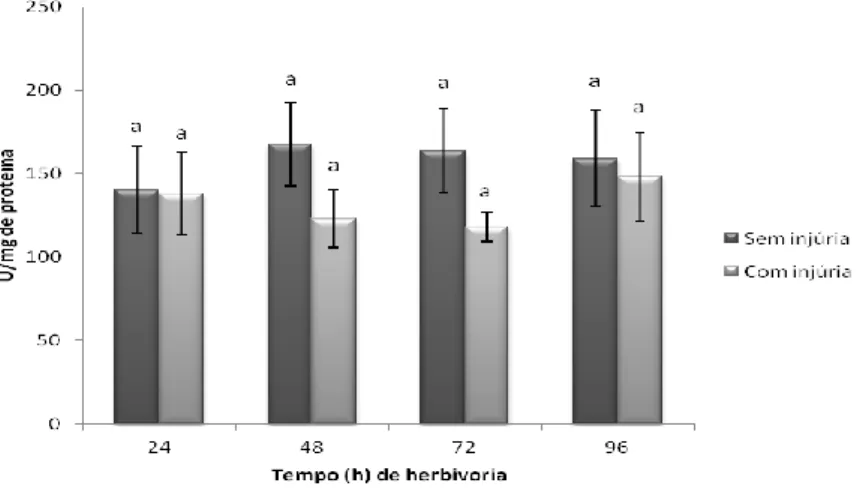 Fig. 14. Atividade temporal da enzima catalase em folhas de soja IAC-100 em estágio V3  com e sem injúria de herbivoria do percevejo-marrom