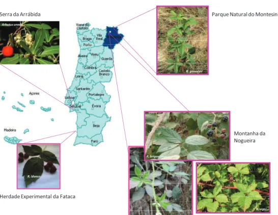 Figura 1 – Localização aproximada e fotos no local de colheita das espécies de Rubus  endémicas indicadas, Rubus ideaus e de Arbutus unedo