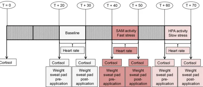 Fig 1. Study design Experiment Part 1. The timeline displays sweat sampling conditions: baseline, fast stress (i.e., SAM activity), slow stress (i.e., HPA axis activity), and measurements: heart rate, cortisol, sweat production