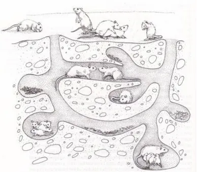 Figure 1 - Illustration of a typical burrow system of wild Norway rats. These burrow systems  house a few females, a small number of males and their many subadult offspring (McClintock, 