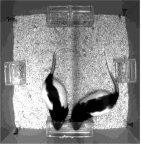 Figure 10 - Example of both  rats feeding together at the  social no-competition feeder