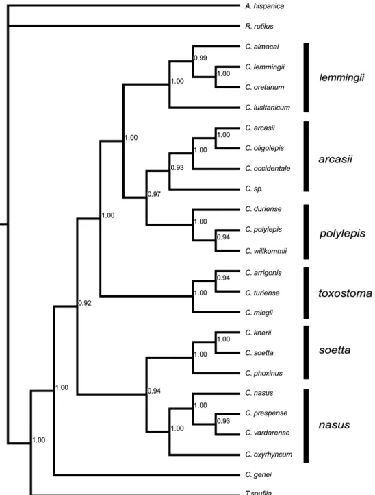 Fig. 1. Bayesian tree with posterior probabilities representing the phylogeny of the genus Chondrostoma