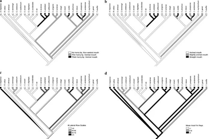 Fig. 2. Character mapping of mouth features (a and b), lateral row scales (c) and anal Wn rays (d).