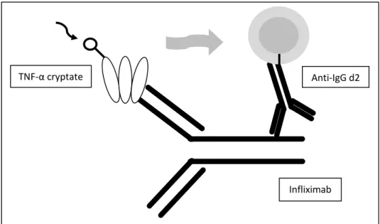 Figure  2:  HTRF  for  detection  and  quantification  of  infliximab  uses  a  TNF-α  cryptate  donor and a anti-IgG d2 aceptor