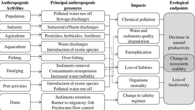 Figure  IB.4:  Diagram  of  the  main  anthropogenic  activities  causing  estuarine  pressure  and the resulting impacts as well as the ecological endpoints of these activities (Adapted  from Vasconcelos et al., 2007)