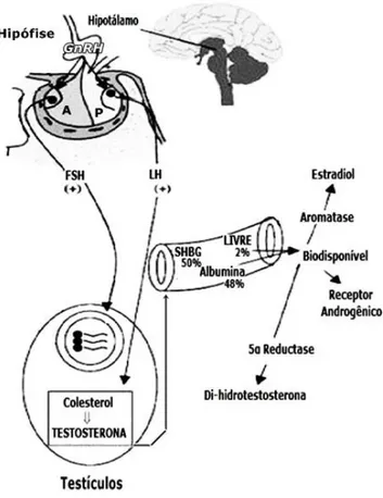 Figura 2 - Regulação da produção de testosterona no corpo humano 