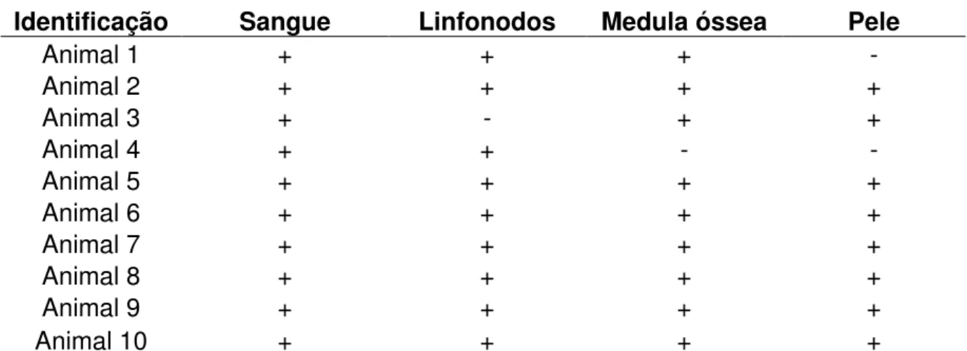 Tabela 3.  Resultado da PCR das amostras de sangue, linfonodos, medula  óssea e pele para Leishmania spp
